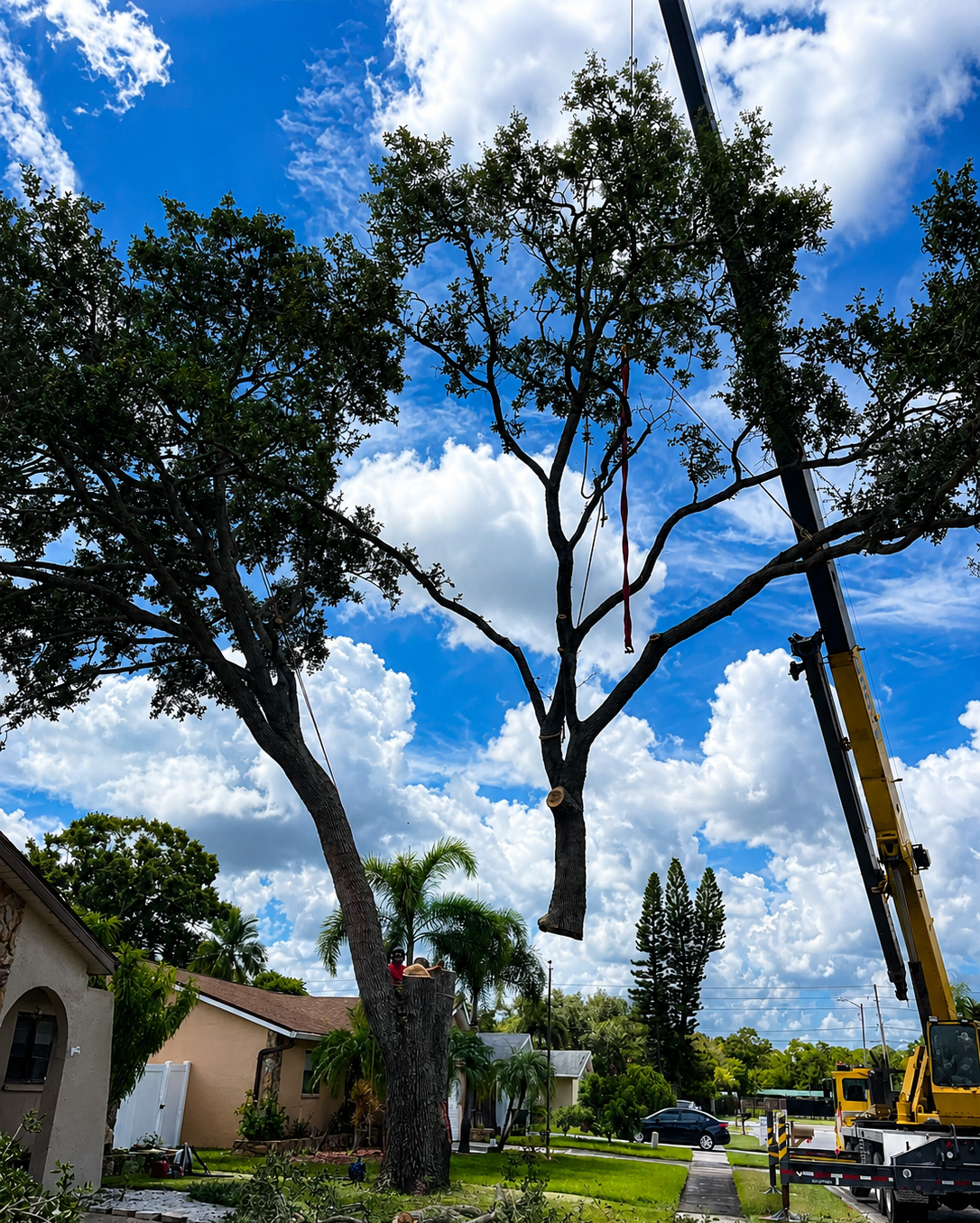 Crane lowering a large tree section during a residential tree removal in Sarasota