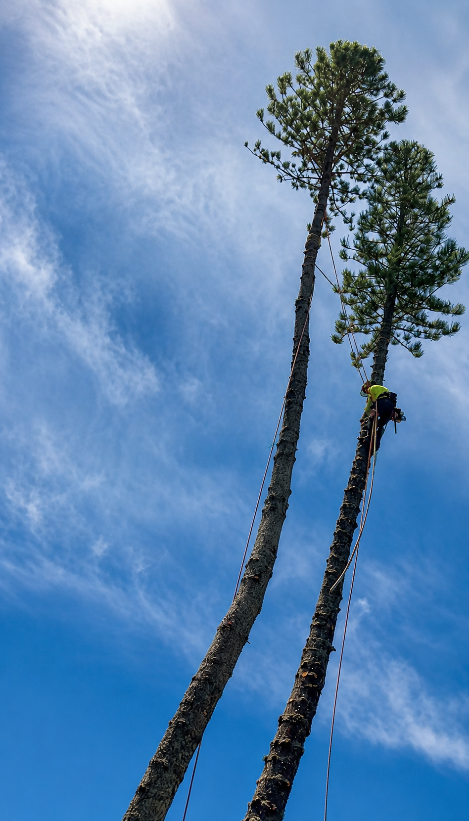 Tree climber working high in a tree