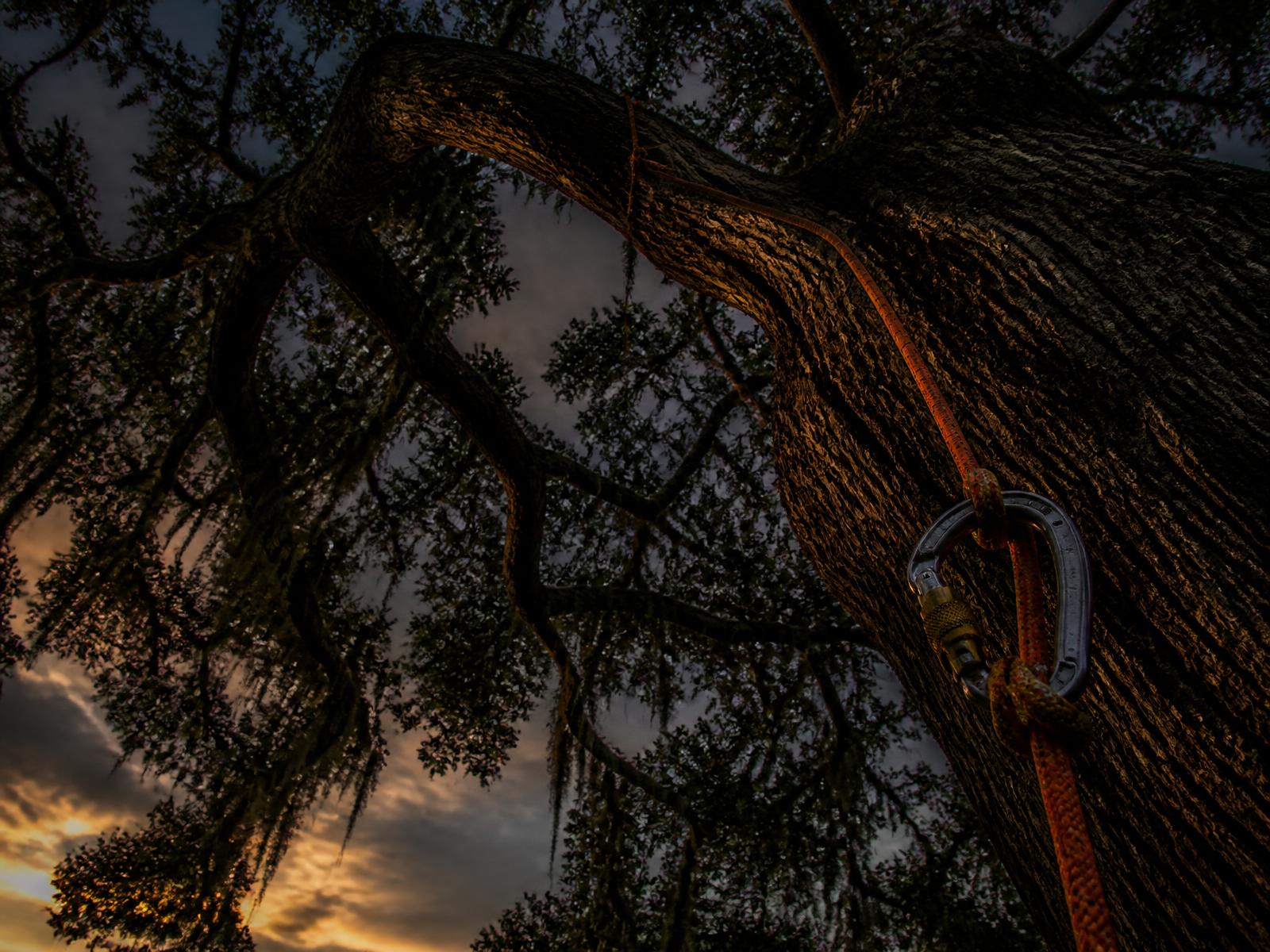 Climbing rope and carabiner rigged in a large Florida live oak canopy at dusk