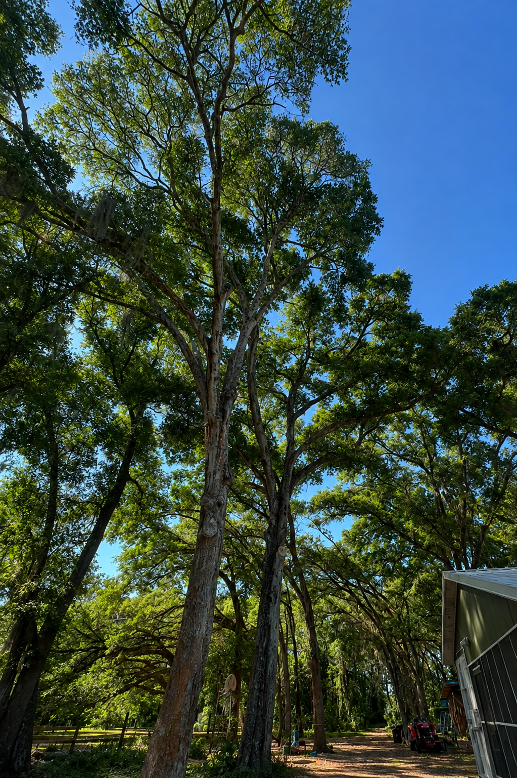 Mature trees on a Central Florida property